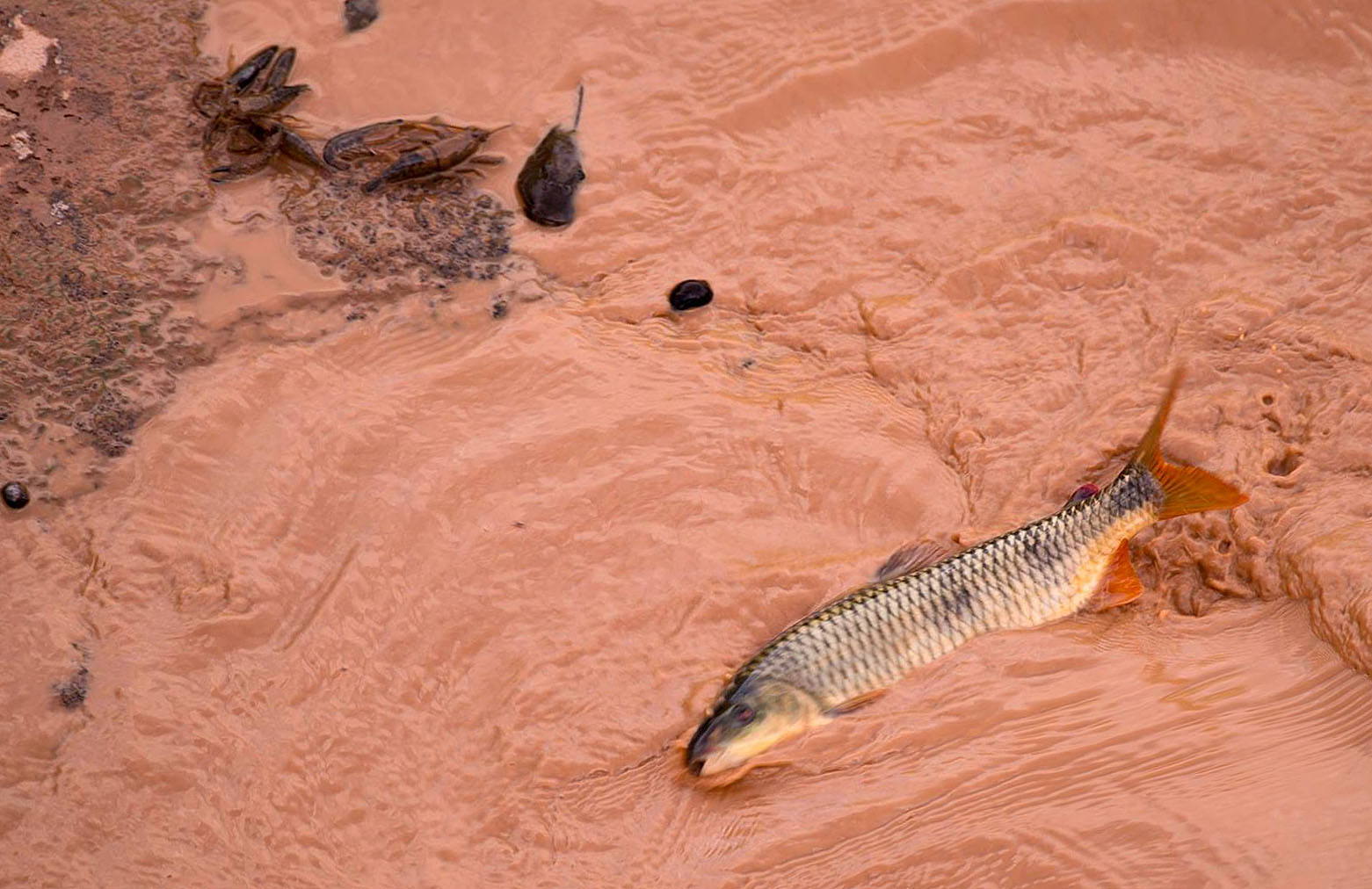 Dead Fish in Rio Doce