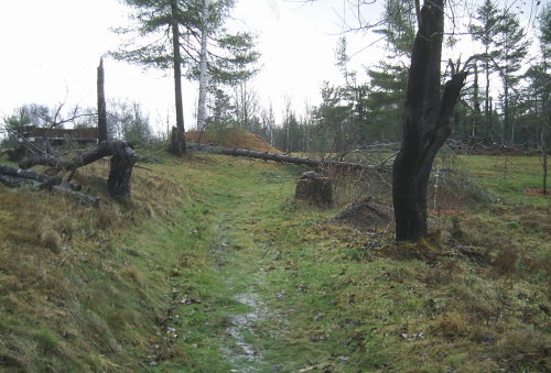 Downed Tree