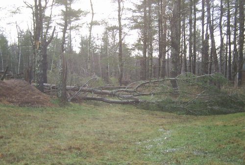 Downed Tree