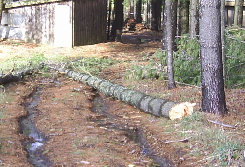 Downed Tree