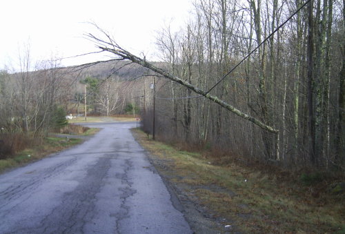 Downed Tree