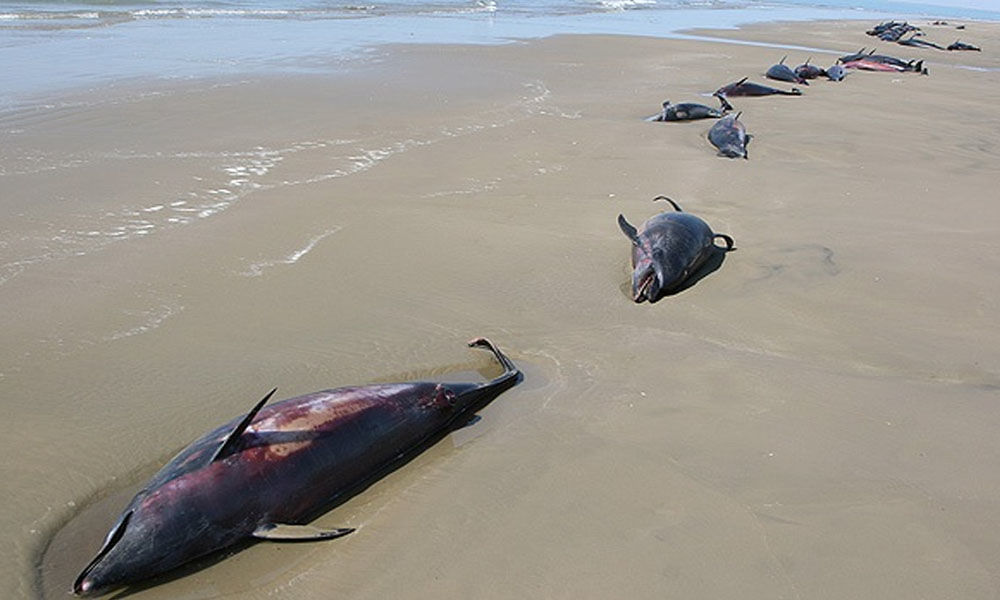 Dead Dolphins on Mauritius Coast